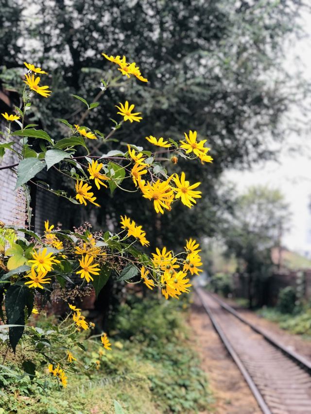 東湖醋園