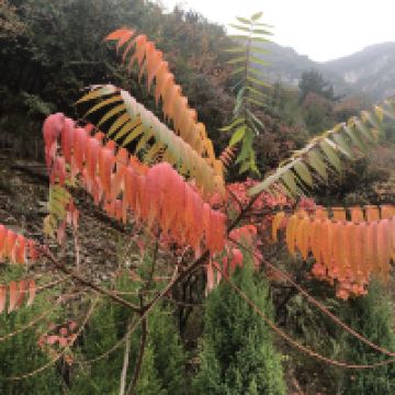 評論圖片 8