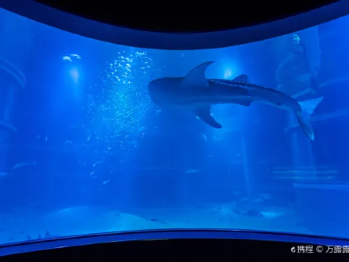 Special Aquarium Must Go in Summer