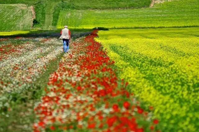 Piana di Castelluccio di Norcia