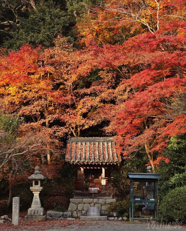 大阪自由行 11月日本賞楓必去 精選10個大阪紅葉景點遊記攻略 Trip Com遊玩攻略