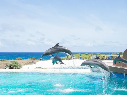 Things to Do & See in Waikiki Aquarium