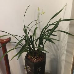 老味道客家大院 User Photo