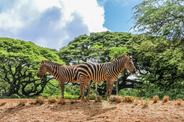 Honolulu Zoo: Best Family Activity