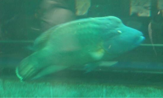 Phuket Aquarium
