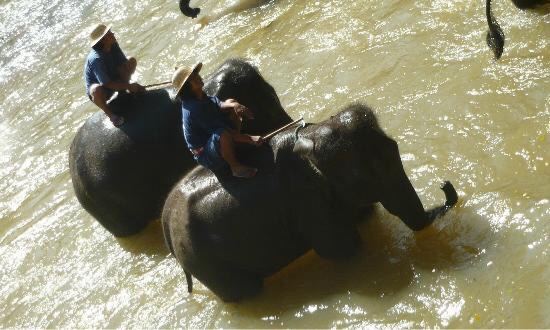 Meidan Elephant Camp