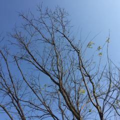 Wu Tong Mei Unique Cuisine User Photo