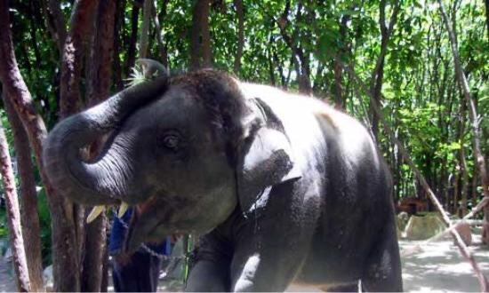 Pattaya Elephant Village