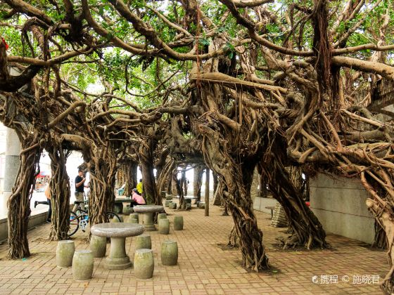 Tongliang Great Banyan