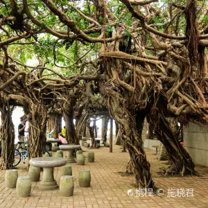 通樑古榕