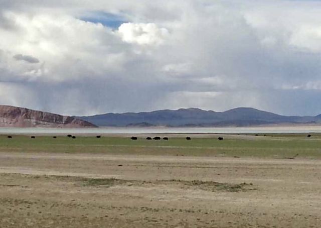 Qiangtang Prairie