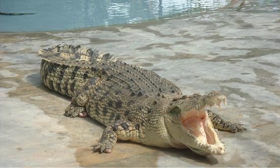 Crocodile Adventureland Langkawi