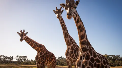 ウェロビー・オープン・レンジ動物園 attraction in メルボルン