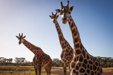 Werribee Open Range Zoo