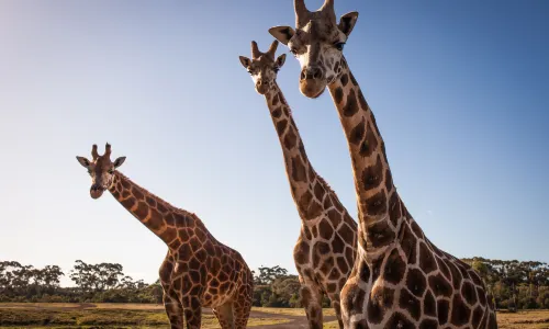 Werribee Open Range Zoo