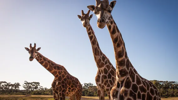 Werribee Open Range Zoo