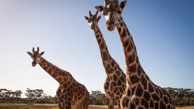 Werribee Open Range Zoo