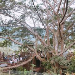 巨樹咖啡館張用戶圖片