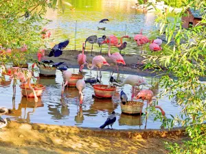 Centro de conservación y zoológico Jardines de Ardastra