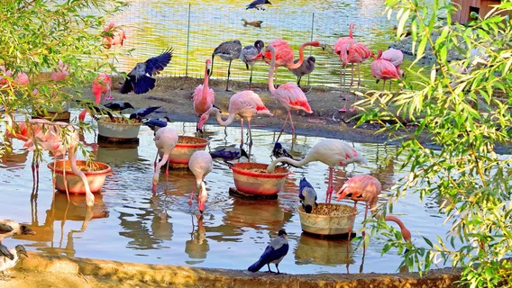 Ardastra Gardens & Wildlife Conservation Centre