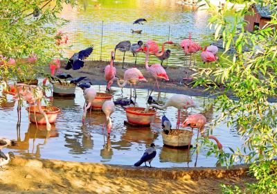 Ardastra Gardens & Wildlife Conservation Centre