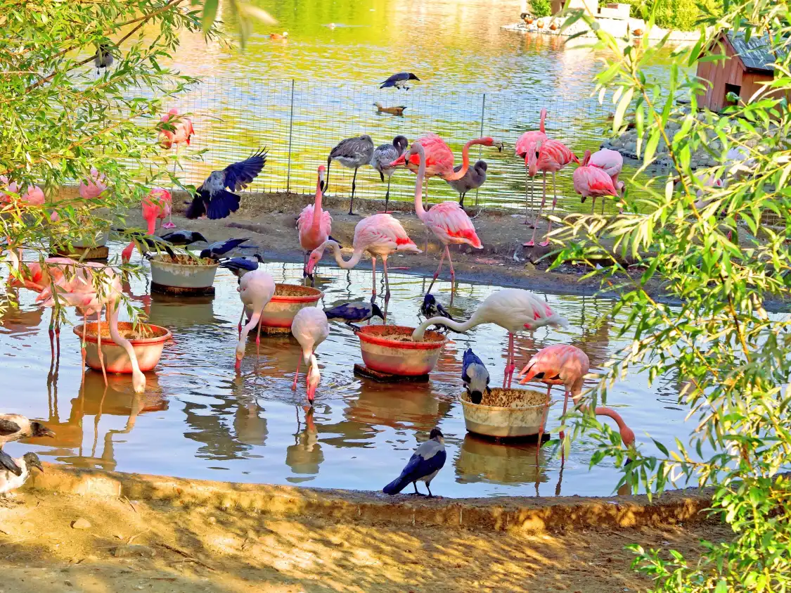 Các khách sạn gần Ardastra Gardens, Zoo and Conservation Center