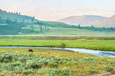Lamar Valley