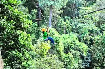 長臂猿飛躍叢林