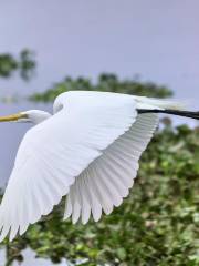 Brazos Bend State Park