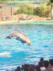 阿提卡動物園