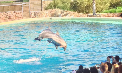 Attica Zoological Park