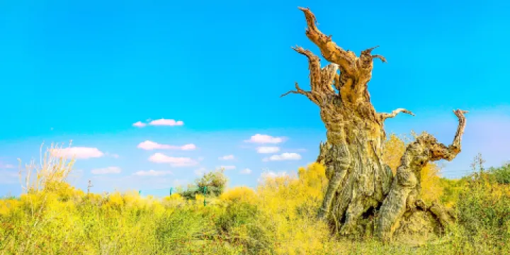 艾比湖濕地國家級自然保護區