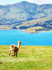 Shamarra Alpacas