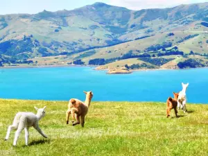 Shamarra Alpacas