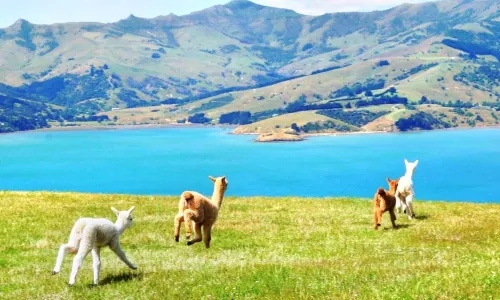 Shamarra Alpacas