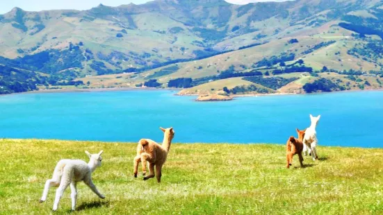 Shamarra Alpacas