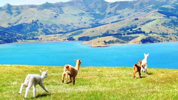 Shamarra Alpacas