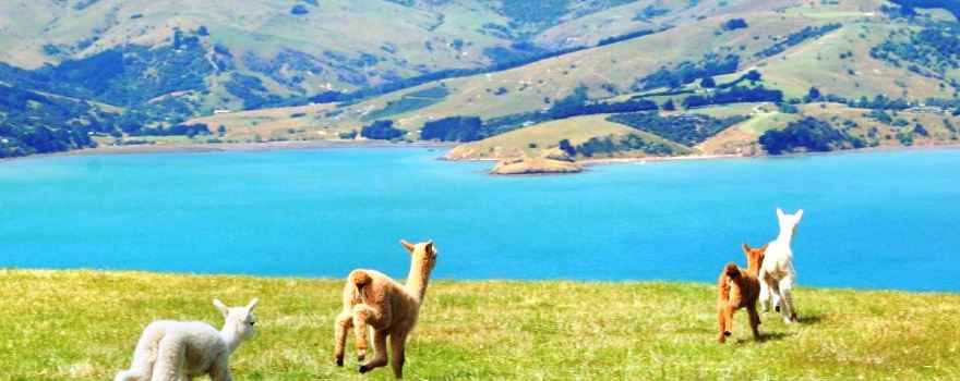 Shamarra Alpacas