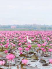 ทะเลบัวแดง at กุมภวาปี อุดรธานี