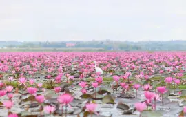 ทะเลบัวแดง at กุมภวาปี อุดรธานี