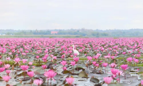 Red Lotus Lake Kumphawapi