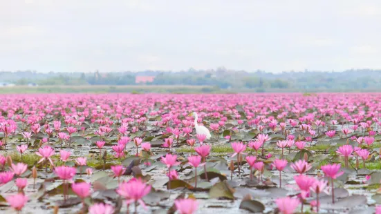 ทะเลบัวแดง at กุมภวาปี อุดรธานี