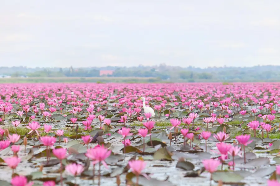 ทะเลบัวแดง at กุมภวาปี อุดรธานี