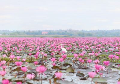 ทะเลบัวแดง at กุมภวาปี อุดรธานี