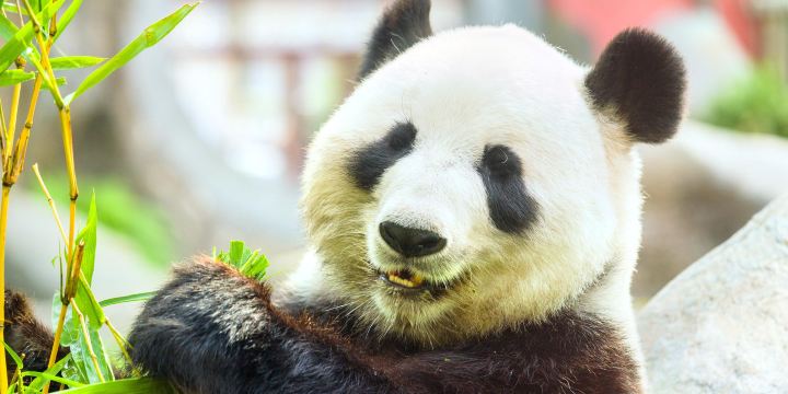 Xiazhu Lake Panda Park