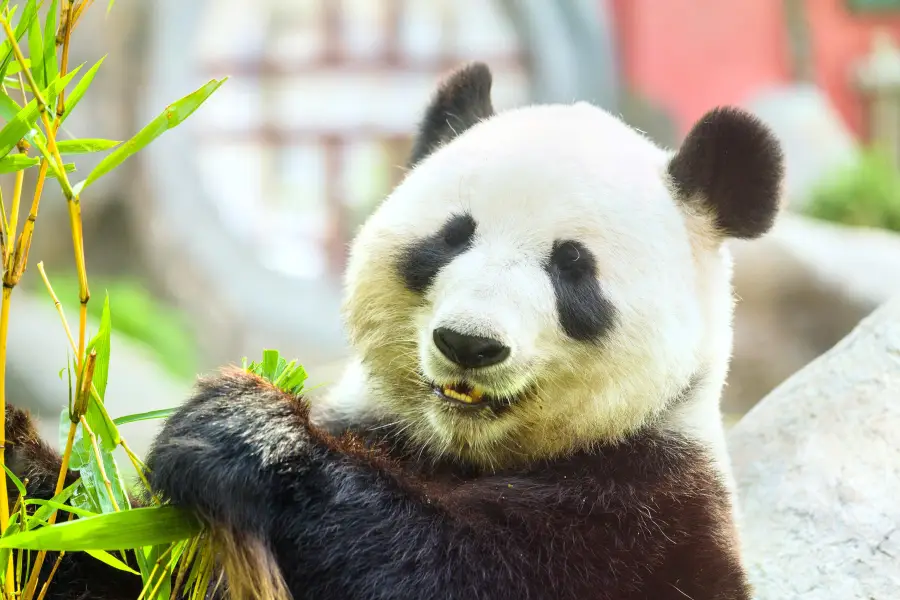 Xiazhu Lake Panda Park