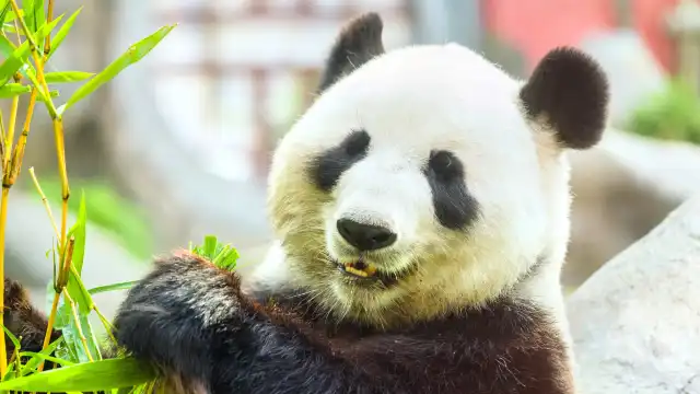 Hotels near Xiazhu Lake Panda Park