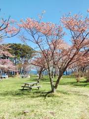 庶野櫻花公園