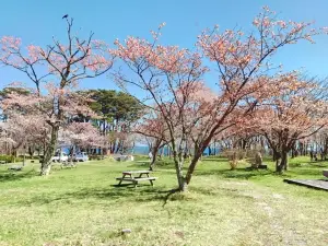 庶野櫻花公園