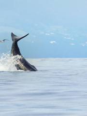 Trincomalee Sea Tour And Whale Watching